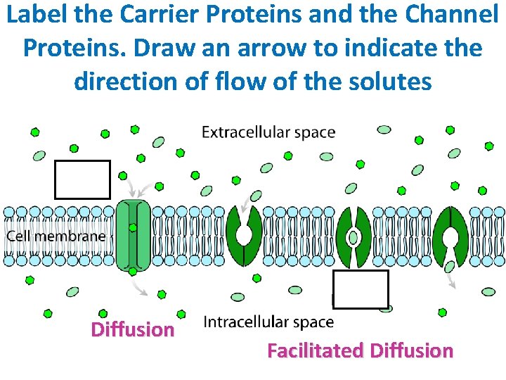 Label the Carrier Proteins and the Channel Proteins. Draw an arrow to indicate the