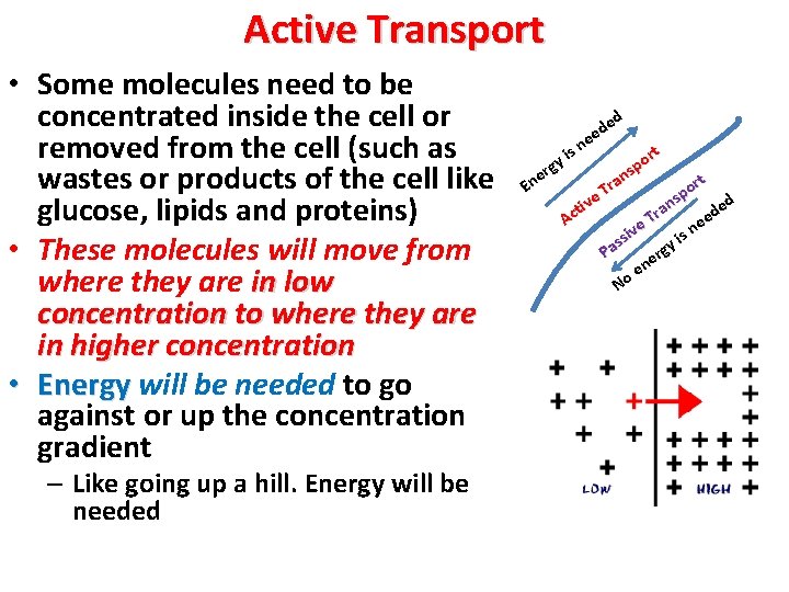 Active Transport • Some molecules need to be concentrated inside the cell or removed