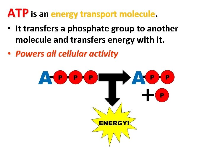 ATP is an energy transport molecule • It transfers a phosphate group to another