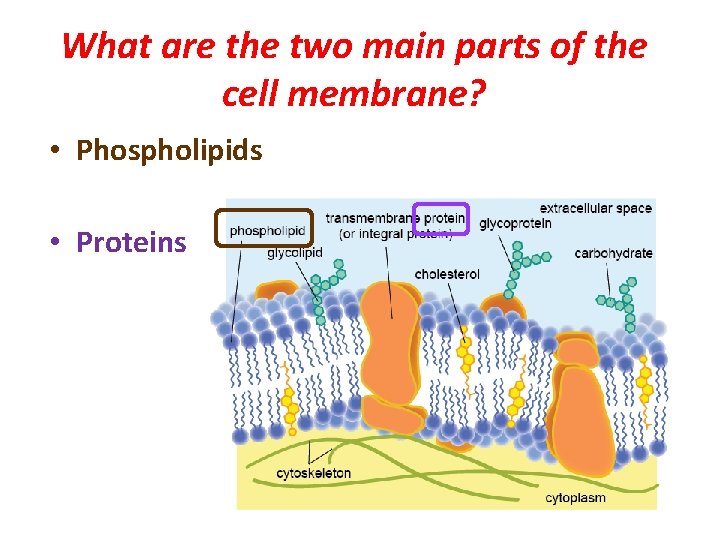 What are the two main parts of the cell membrane? • Phospholipids • Proteins