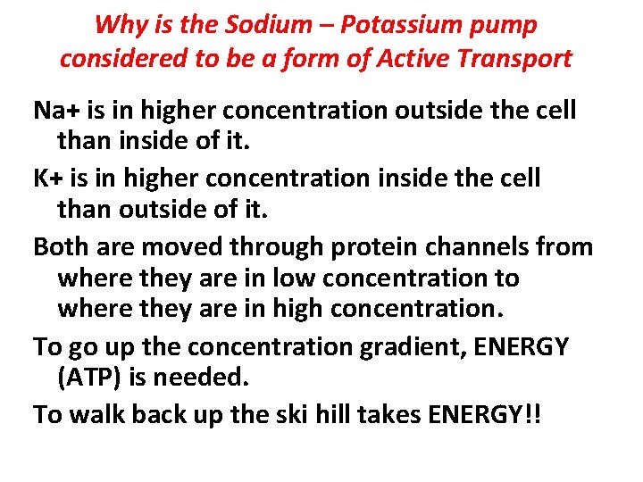 Why is the Sodium – Potassium pump considered to be a form of Active