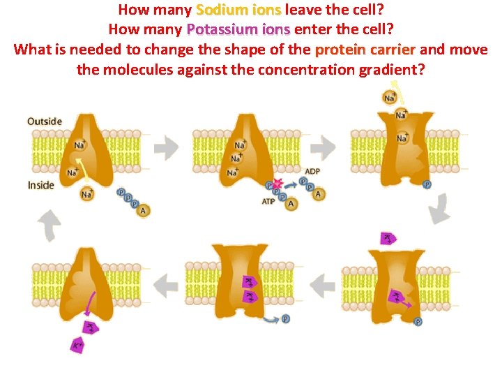 How many Sodium ions leave the cell? How many Potassium ions enter the cell?