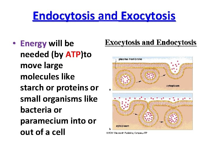 Endocytosis and Exocytosis • Energy will be needed (by ATP)to move large molecules like