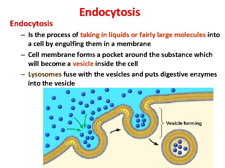 Endocytosis – Is the process of taking in liquids or fairly large molecules into