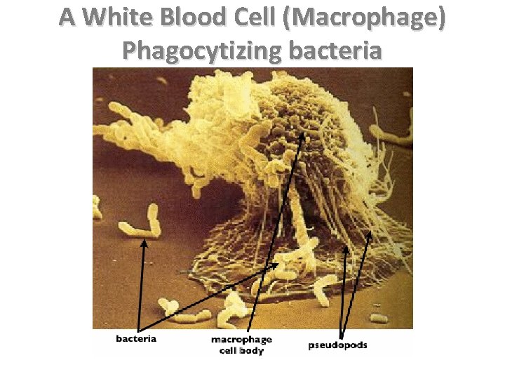 A White Blood Cell (Macrophage) Phagocytizing bacteria 