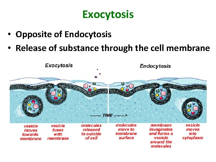 Exocytosis • Opposite of Endocytosis • Release of substance through the cell membrane 