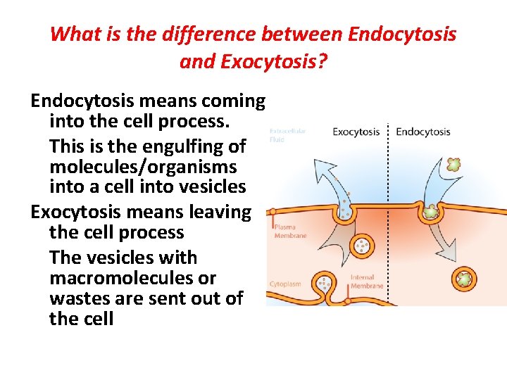 What is the difference between Endocytosis and Exocytosis? Endocytosis means coming into the cell