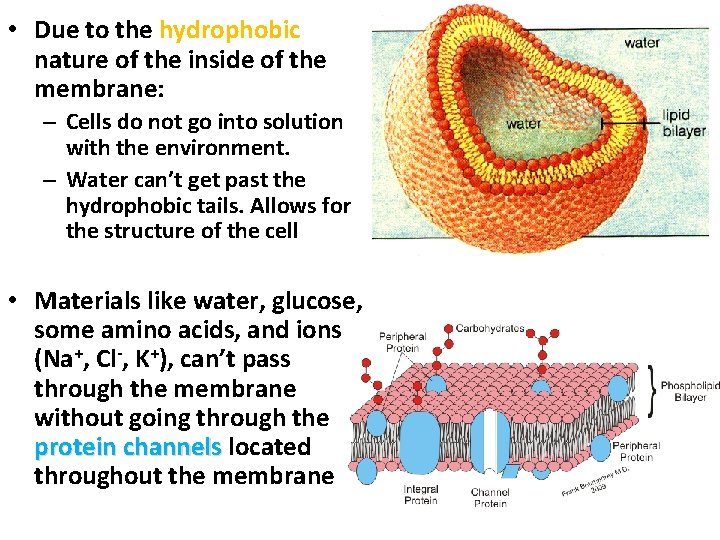  • Due to the hydrophobic nature of the inside of the membrane: –