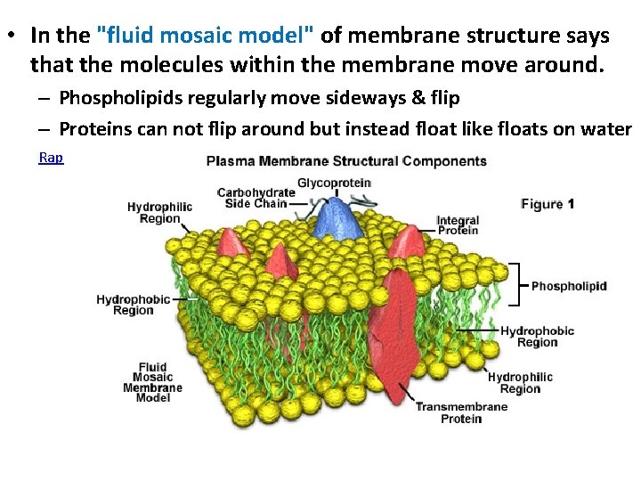  • In the "fluid mosaic model" of membrane structure says that the molecules