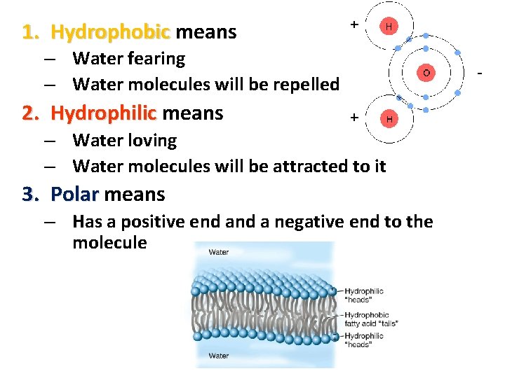 1. Hydrophobic means – Water fearing – Water molecules will be repelled 2. Hydrophilic