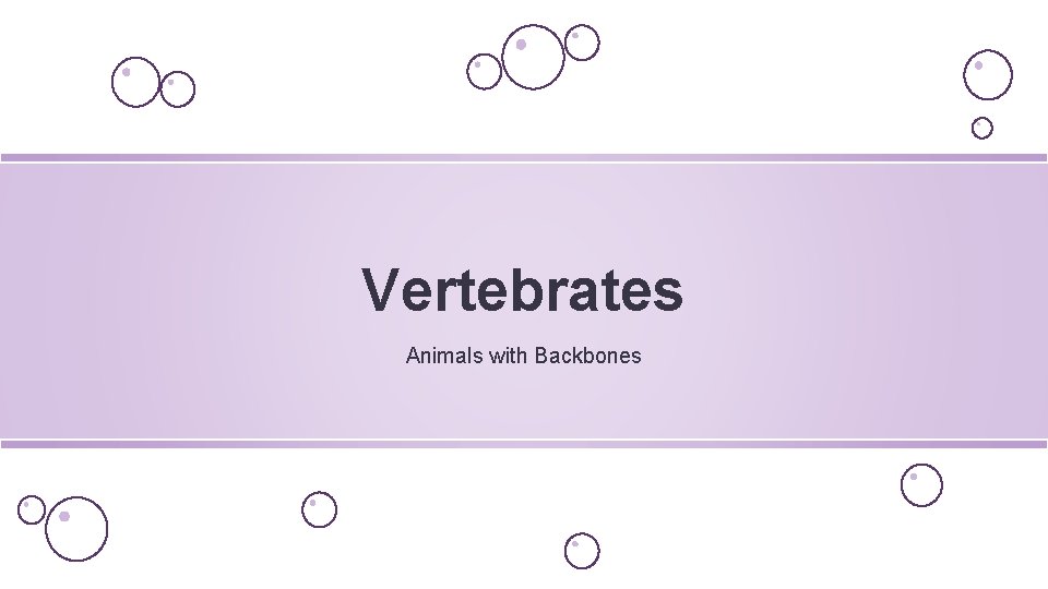Vertebrates Animals with Backbones 