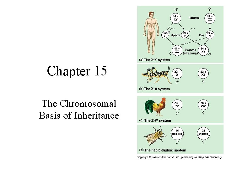 Chapter 15 The Chromosomal Basis of Inheritance 