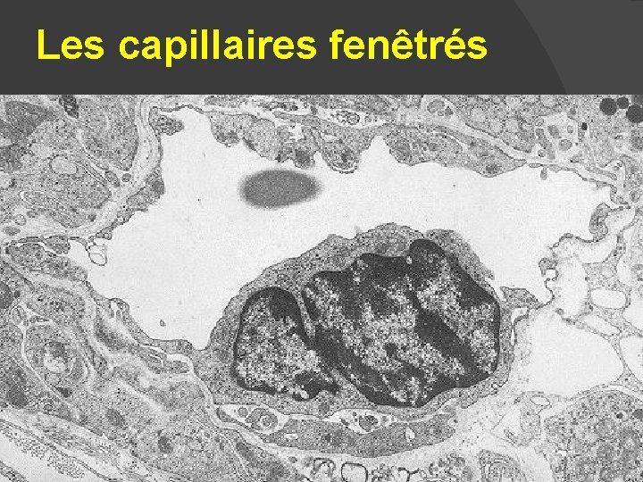 Les capillaires fenêtrés 