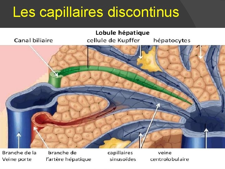 Les capillaires discontinus 