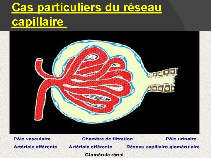 Cas particuliers du réseau capillaire 