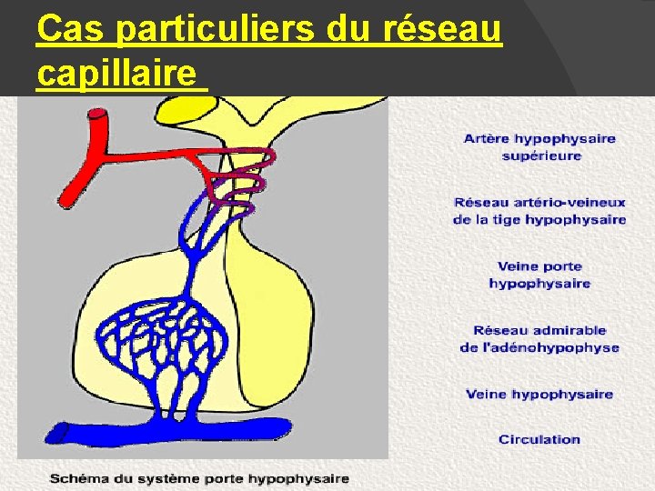 Cas particuliers du réseau capillaire 