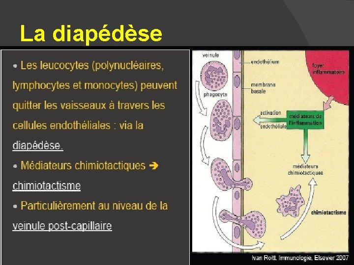 La diapédèse 