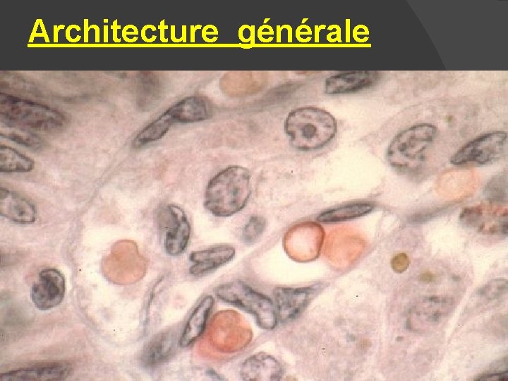 Architecture générale 