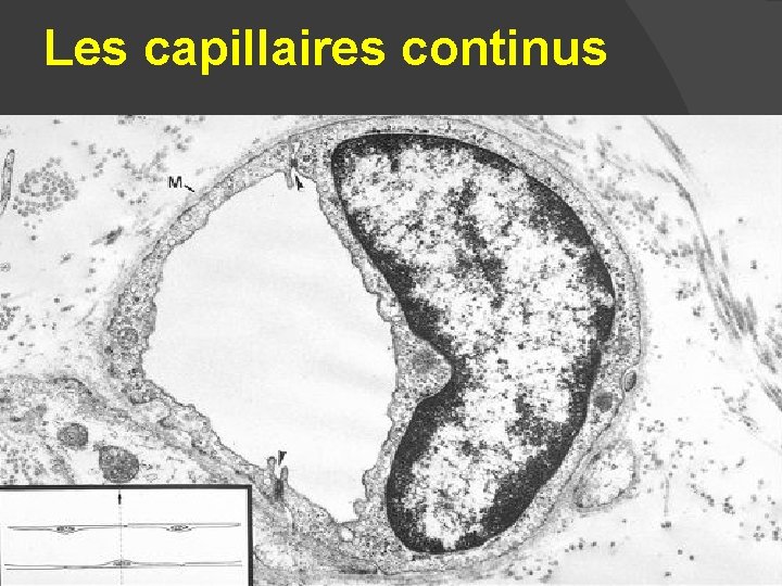 Les capillaires continus 