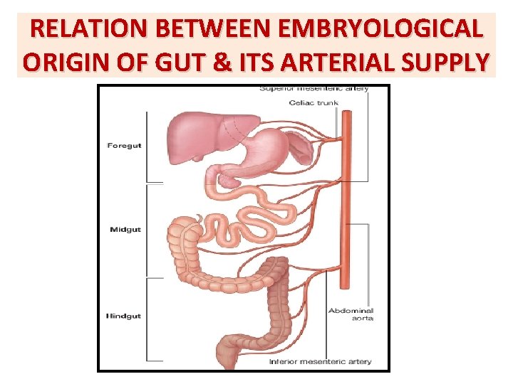 RELATION BETWEEN EMBRYOLOGICAL ORIGIN OF GUT & ITS ARTERIAL SUPPLY 