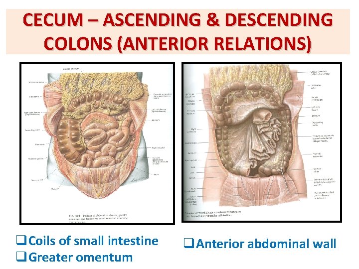 CECUM – ASCENDING & DESCENDING COLONS (ANTERIOR RELATIONS) q. Coils of small intestine q.