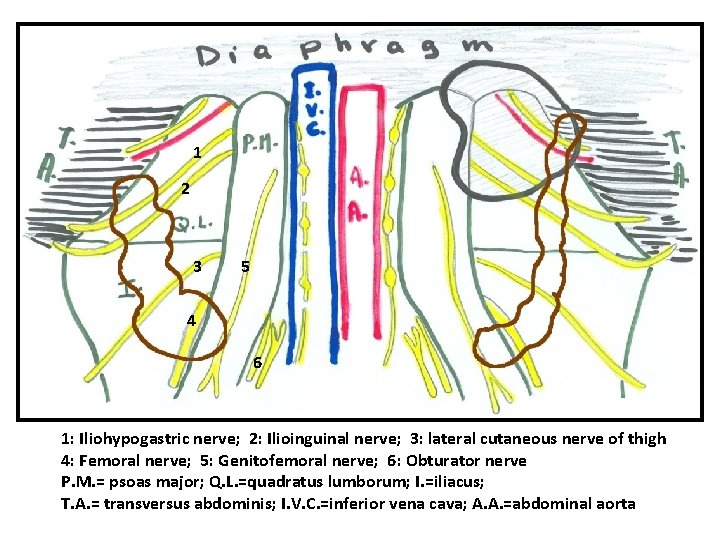 1 2 3 5 4 6 1: Iliohypogastric nerve; 2: Ilioinguinal nerve; 3: lateral