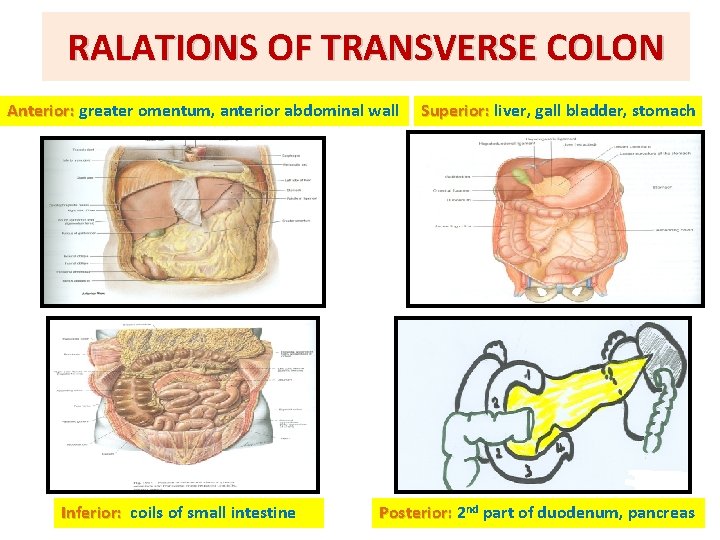 RALATIONS OF TRANSVERSE COLON Anterior: greater omentum, anterior abdominal wall Inferior: coils of small