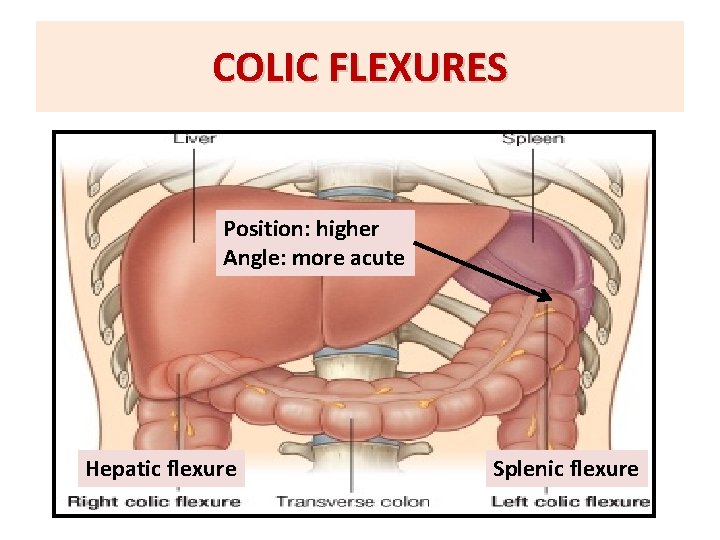 COLIC FLEXURES Position: higher Angle: more acute Hepatic flexure Splenic flexure 