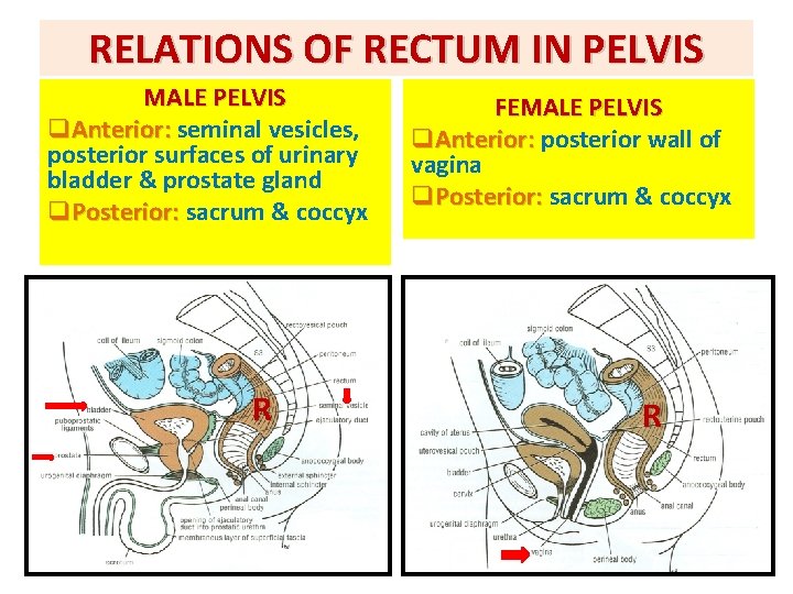 RELATIONS OF RECTUM IN PELVIS MALE PELVIS q. Anterior: seminal vesicles, posterior surfaces of