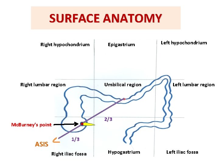 SURFACE ANATOMY Right hypochondrium Right lumbar region Umbilical region Left hypochondrium Left lumbar region