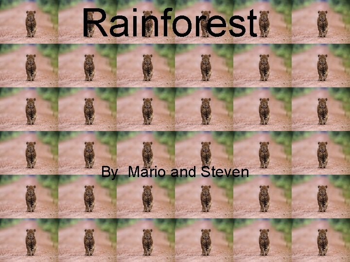 Rainforest By Mario and Steven 