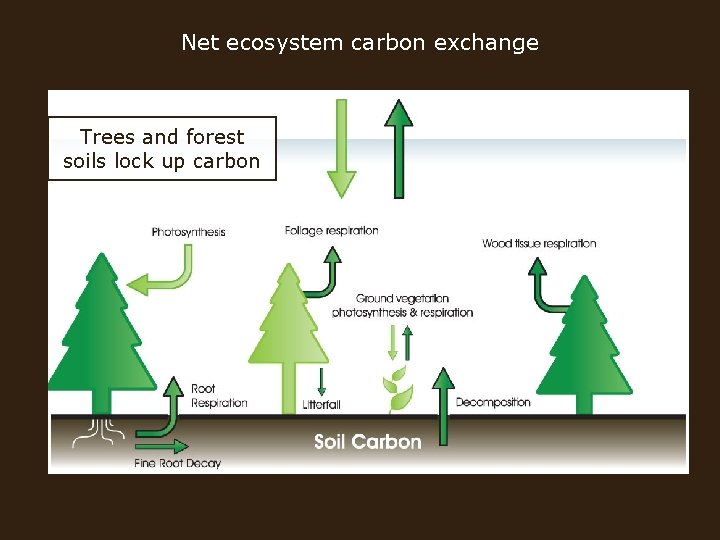 Net ecosystem carbon exchange Trees and forest soils lock up carbon 
