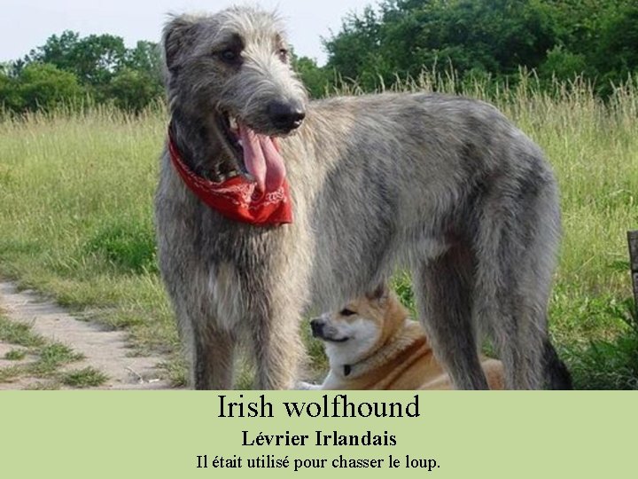 Irish wolfhound Lévrier Irlandais Il était utilisé pour chasser le loup. 