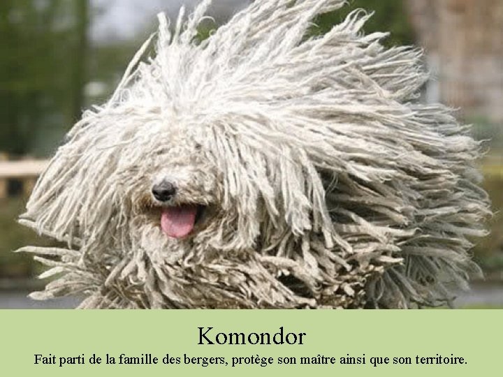 Komondor Fait parti de la famille des bergers, protège son maître ainsi que son