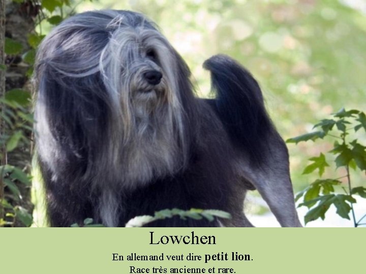 Lowchen En allemand veut dire petit lion. Race très ancienne et rare. 