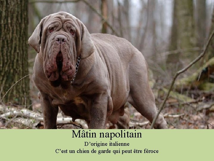 Mâtin napolitain D’origine italienne C’est un chien de garde qui peut être féroce 