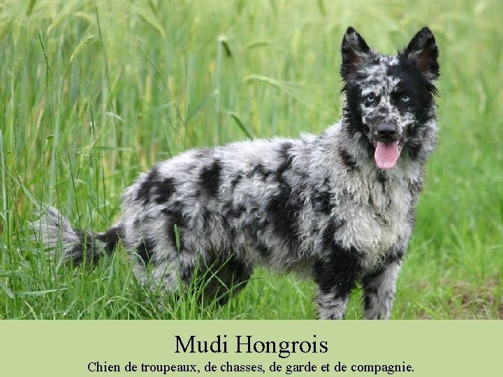 Mudi Hongrois Chien de troupeaux, de chasses, de garde et de compagnie. 