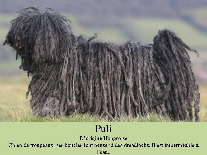 Puli D’origine Hongroise Chien de troupeaux, ses boucles font penser à des dreadlocks. Il