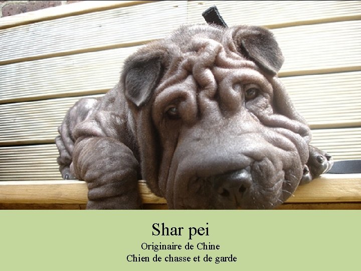 Shar pei Originaire de Chine Chien de chasse et de garde 