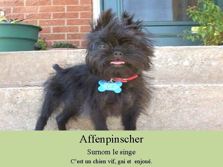 Affenpinscher Surnom le singe C’est un chien vif, gai et enjoué. 