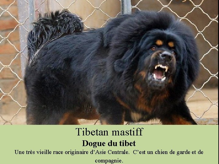 Tibetan mastiff Dogue du tibet Une très vieille race originaire d’Asie Centrale. C’est un