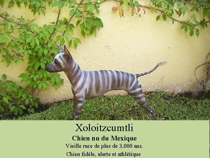 Xoloitzcumtli Chien nu du Mexique Vieille race de plus de 3, 000 ans. Chien
