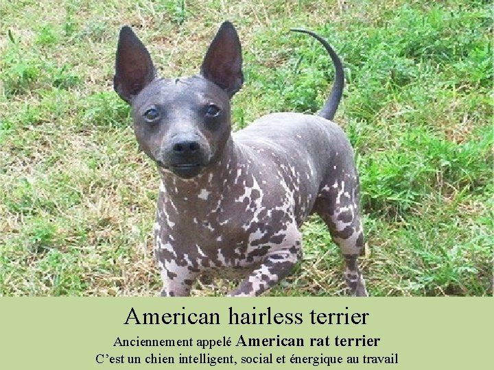 American hairless terrier Anciennement appelé American rat terrier C’est un chien intelligent, social et