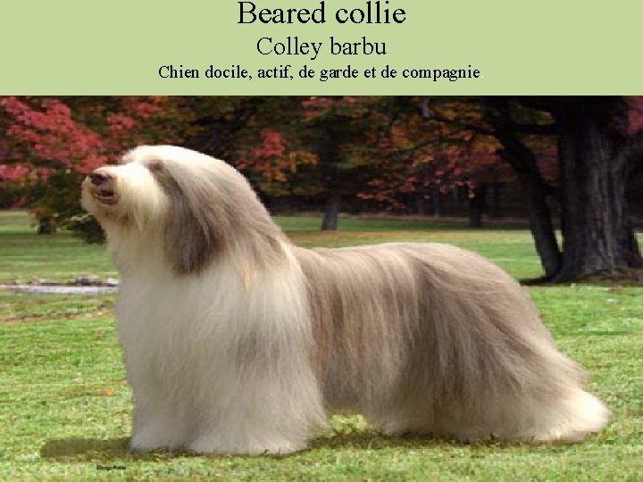 Beared collie Colley barbu Chien docile, actif, de garde et de compagnie. 