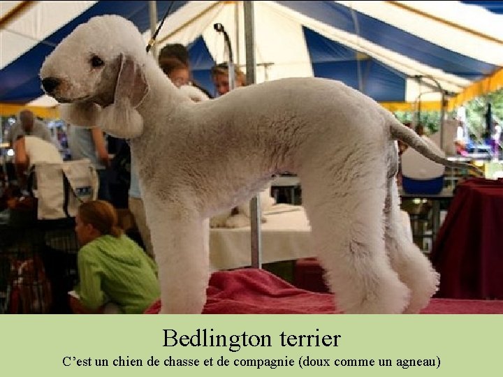 Bedlington terrier C’est un chien de chasse et de compagnie (doux comme un agneau)