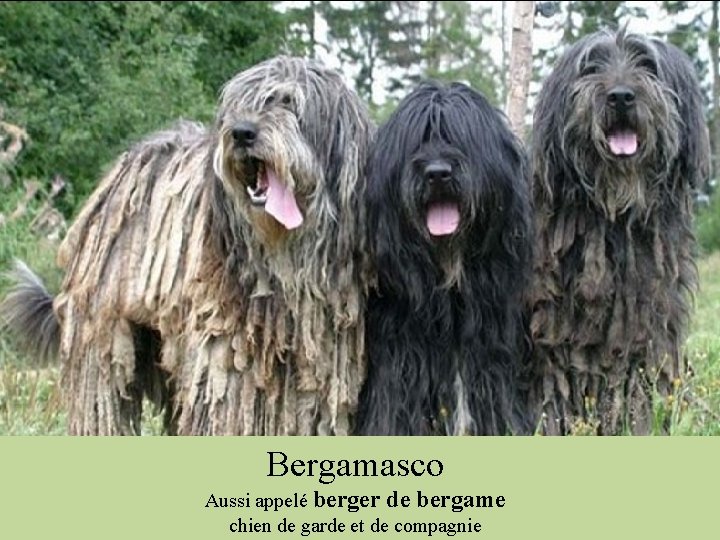 Bergamasco Aussi appelé berger de bergame chien de garde et de compagnie 
