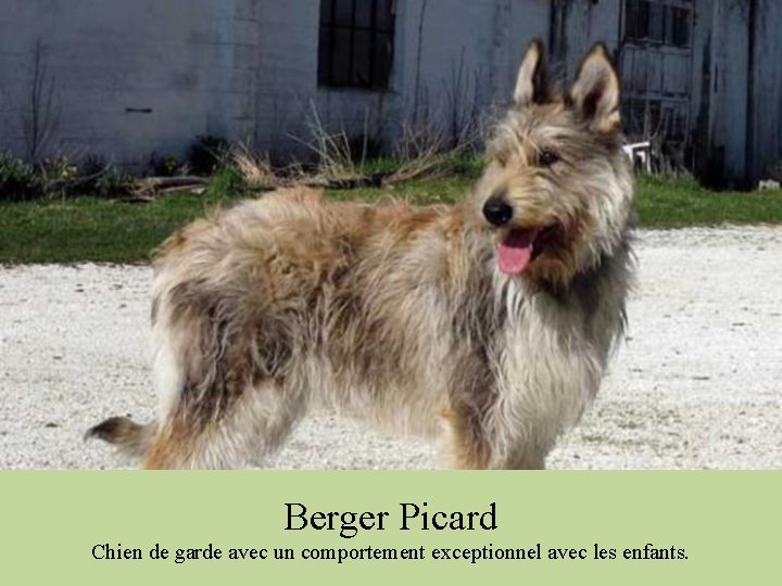 Berger Picard Chien de garde avec un comportement exceptionnel avec les enfants. 