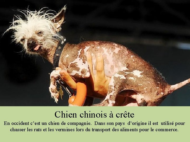 Chien chinois à crête En occident c’est un chien de compagnie. Dans son pays