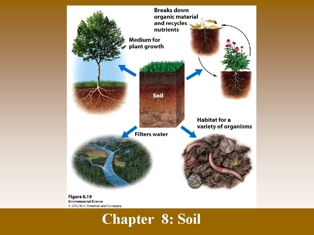 Chapter 8: Soil 