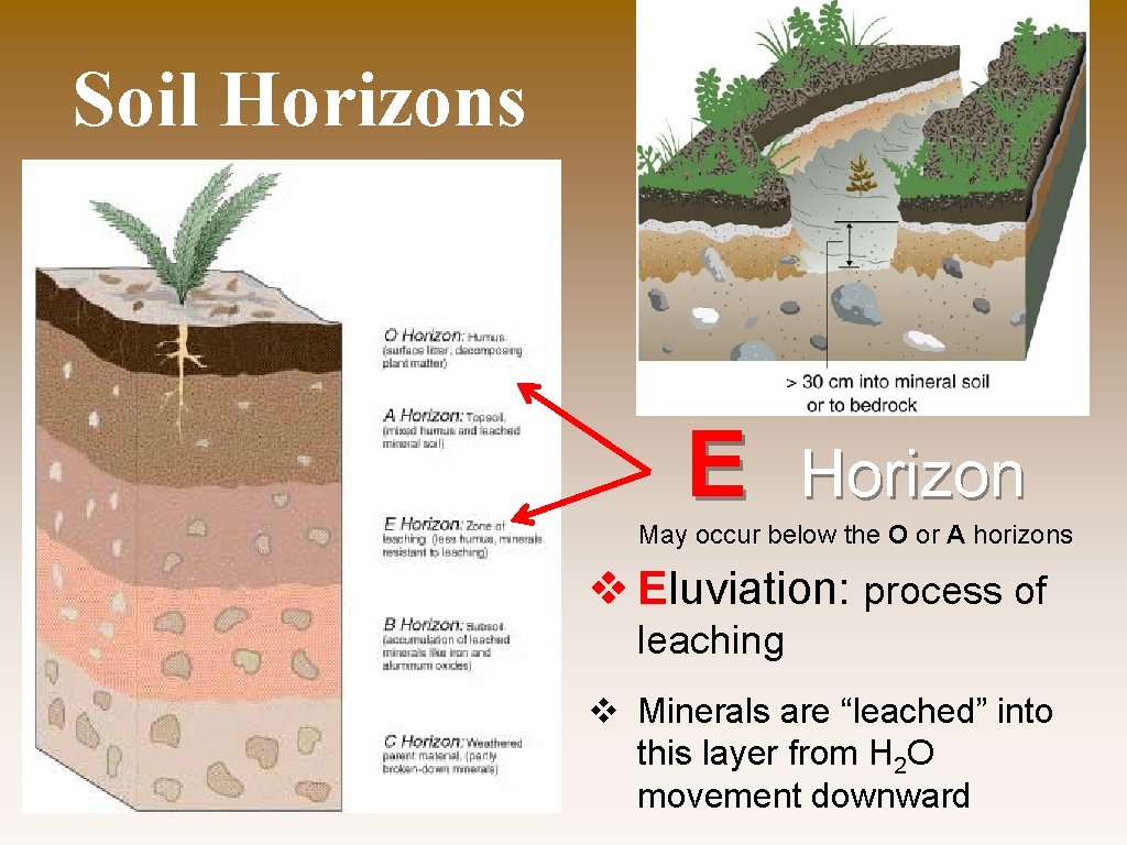 Soil Horizons E Horizon May occur below the O or A horizons v Eluviation: